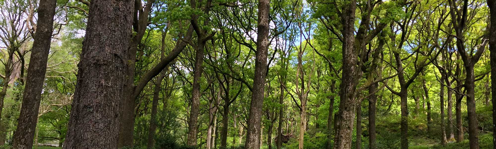 Cumbria and Lancashire Tree Surveys Daniel Bold
